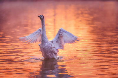 Bird flying over lake during sunset