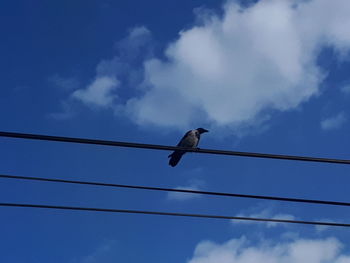 Low angle view of bird perching on cable