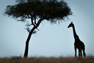 Masai giraffe stands in silhouette under tree