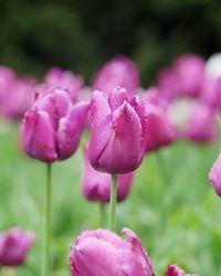 Close-up of pink flowering plant