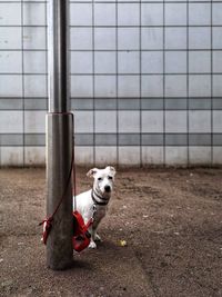 View of dog sitting on wall