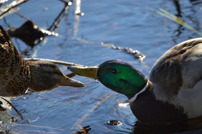 Close-up of duck swimming in lake