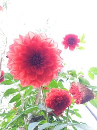 Close-up of pink dahlia blooming against sky