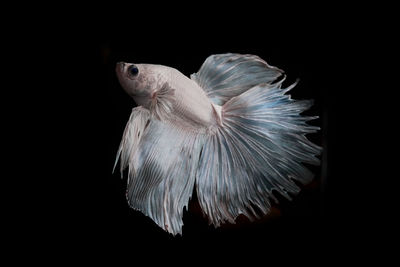 Close-up of feather against black background