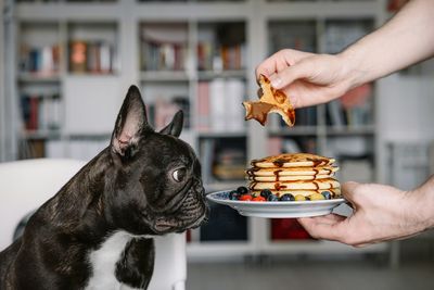 Midsection of person holding food in front of dog