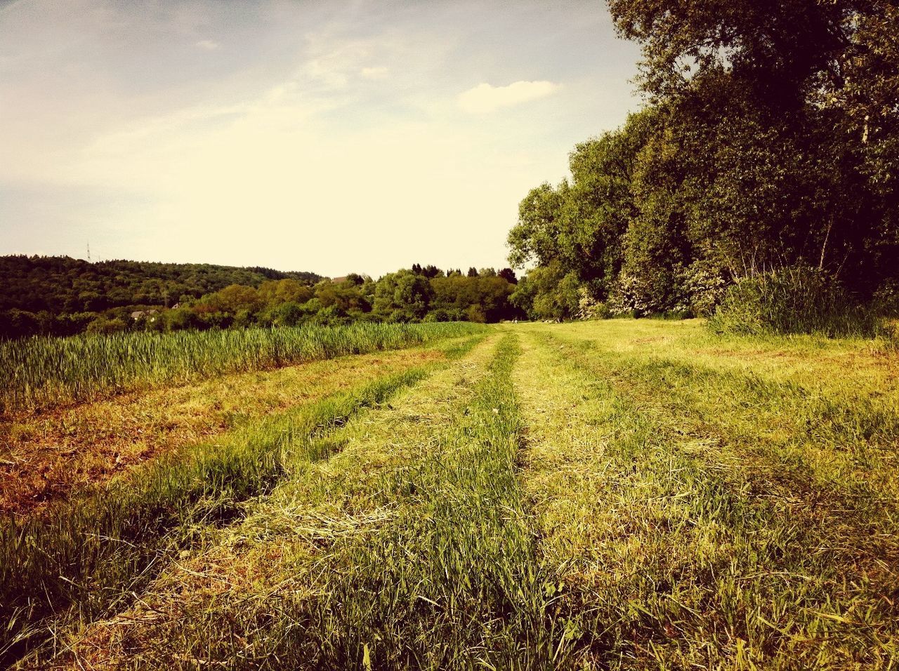 tranquility, tranquil scene, landscape, field, beauty in nature, scenics, growth, sky, tree, grass, nature, green color, rural scene, agriculture, non-urban scene, sunlight, idyllic, grassy, day, no people