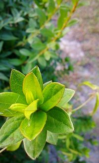 Close-up of leaves