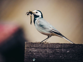 Close-up of bird perching on wood