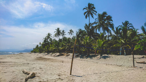 Palm trees on beach against sky