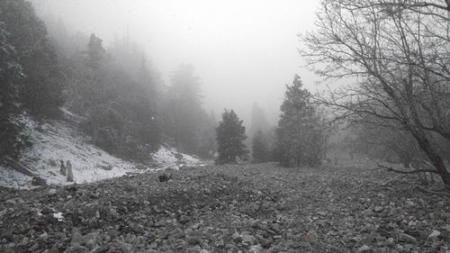 Bare trees in foggy weather