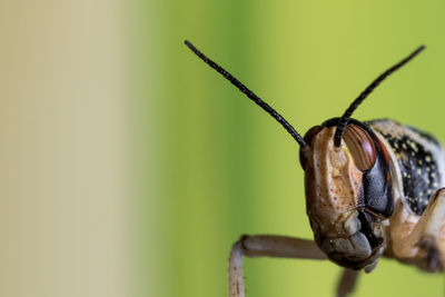 Extreme close-up of locust