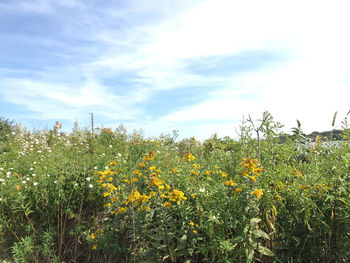 Yellow flowers blooming on field against sky