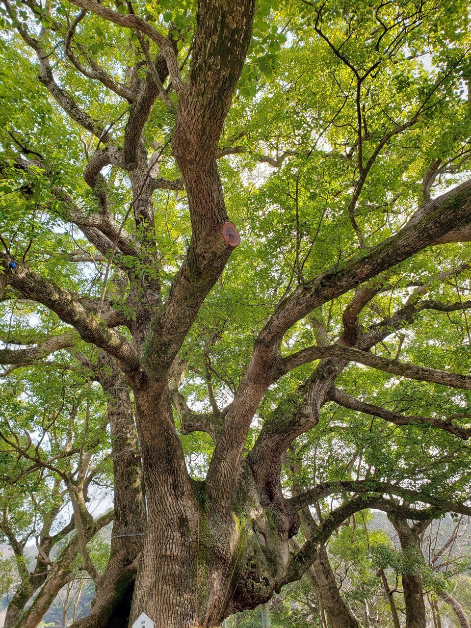 LOW ANGLE VIEW OF TREE TRUNK