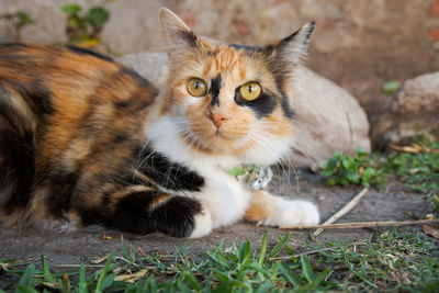 Portrait of a cat on field