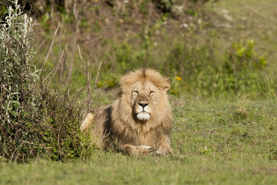 Portrait of lion in a field