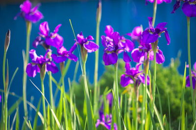 Close-up of purple crocus blooming outdoors