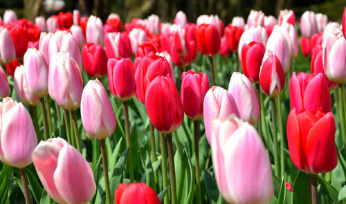 Keukenhof, the garden of europe in spring