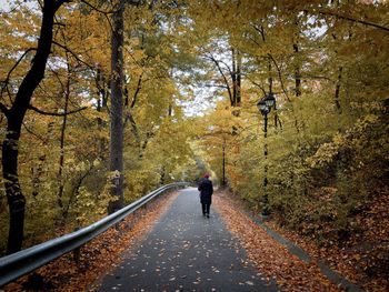 Rear view of man walking on road amidst trees