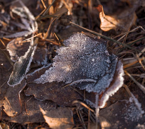 Close-up of frozen dry leaves on field