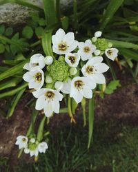 Close-up of white flowers