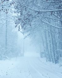 Pine trees in forest during winter