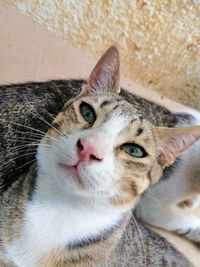 Close-up portrait of a cat