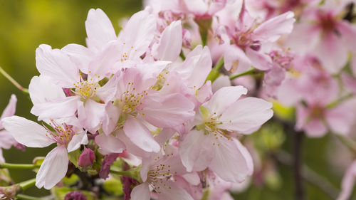 Close-up of pink cherry blossoms