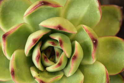 Full frame shot of succulent plant