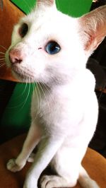 Close-up portrait of cat at home