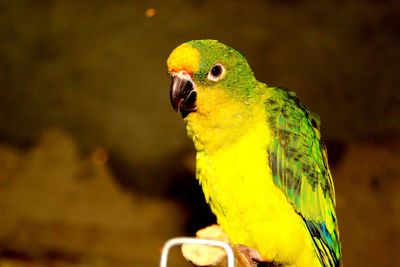 Close-up of yellow parrot