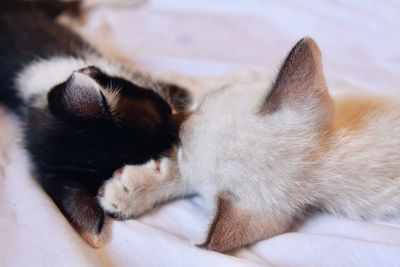 Close-up of cat sleeping on bed