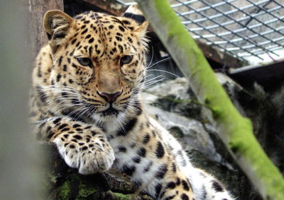 Close-up of tiger in zoo