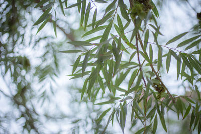 Close-up of leaves on branch