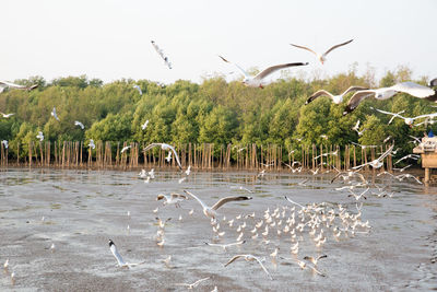 Seagulls flying over lake against sky