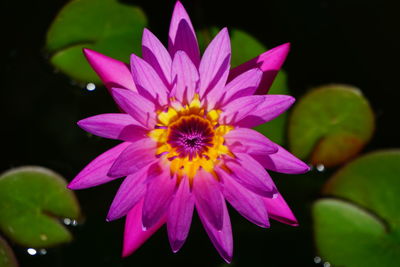Close-up of purple water lily blooming over pond 