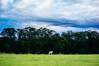 Scenic view of grassy field against cloudy sky