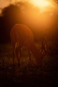 Deer on field against sky during sunset