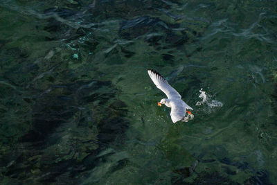 High angle view of seagull flying over sea