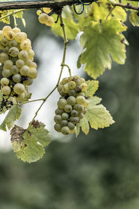 Close-up of grapes growing in vineyard