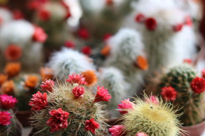 Close-up of pink flowers