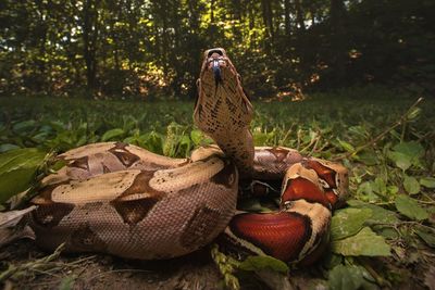 Close-up of snake on tree