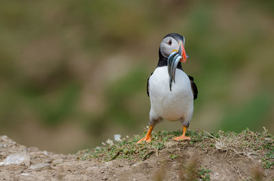 Atlantic puffin - fratercula arctica with sandeels on skomer island