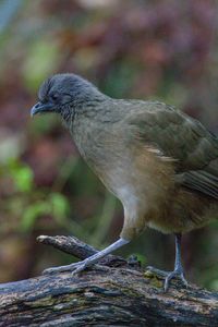 Close-up of bird perching on branch