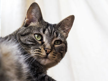 Close-up portrait of cat at home