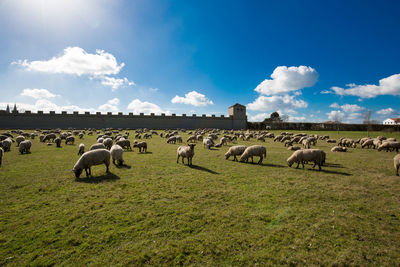 Horses grazing on field against sky