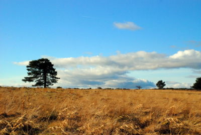 Trees on field against blue sky