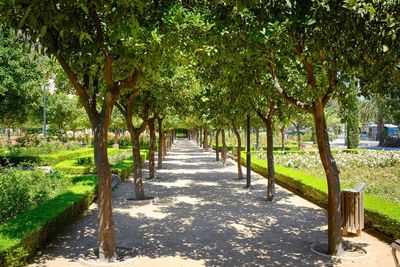 Trees in park in city