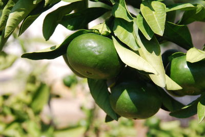 Close-up of fruit growing on tree