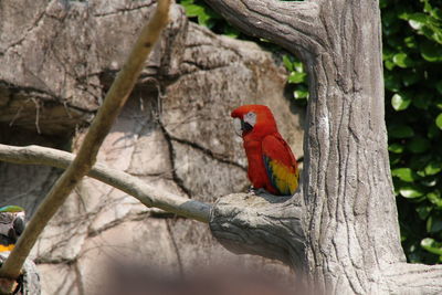 Scarlet macaw perching on branch
