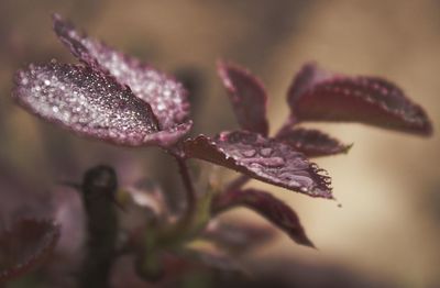 Close-up of wet purple flower